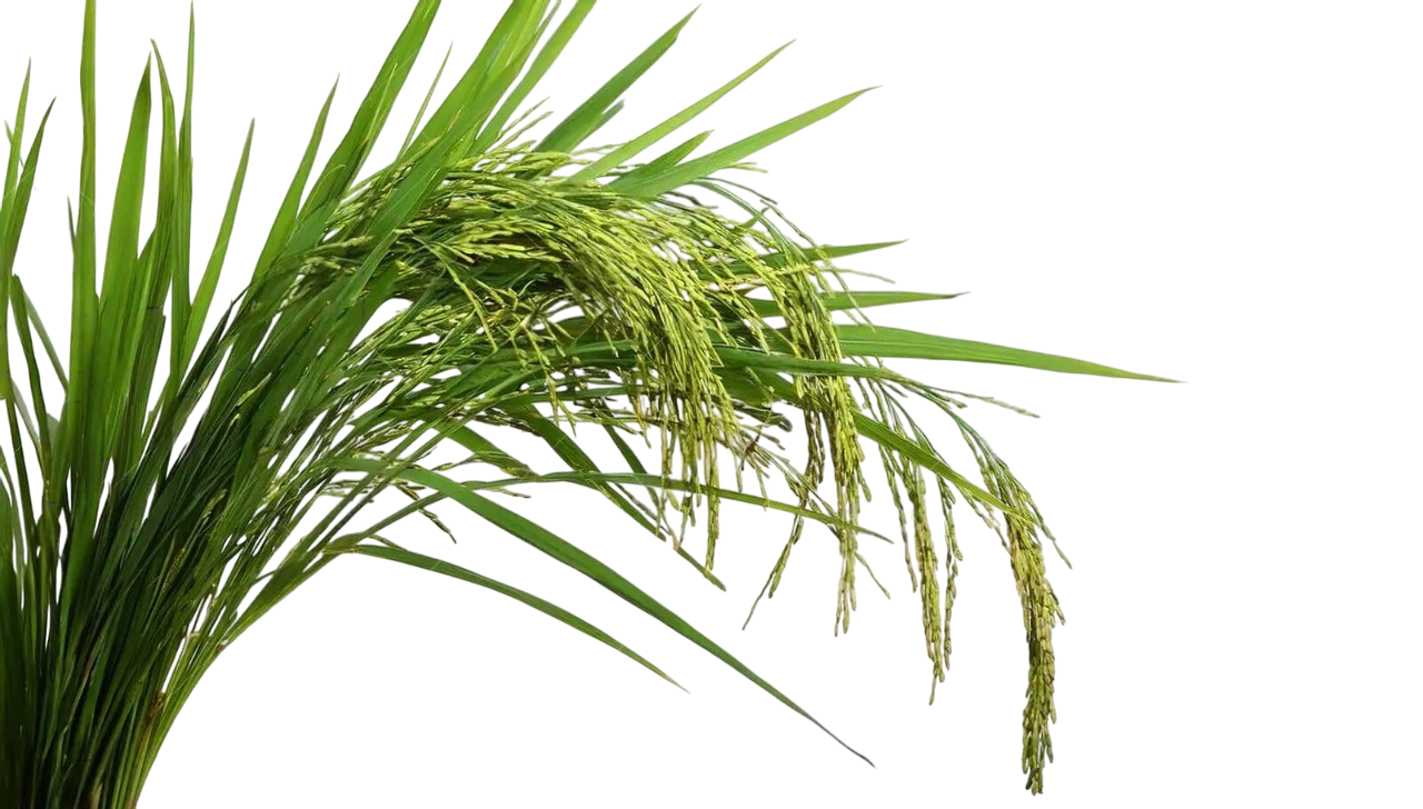 Rice Fields