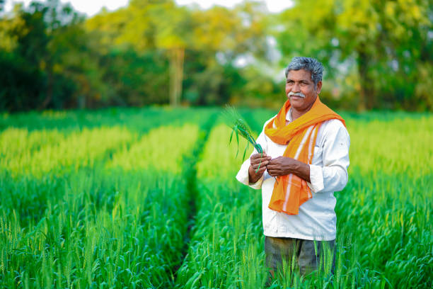 Purity in Every Grain – Our Quality Assurance Process