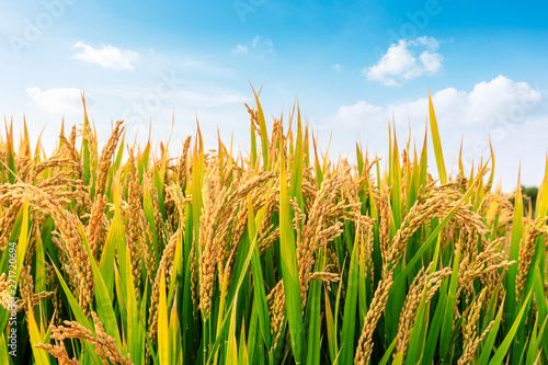 The Future of Rice – Market Trends & Innovations