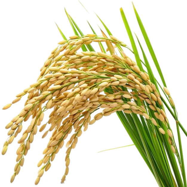 Rice decoration